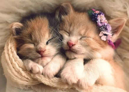 Dwa śpiące kotki