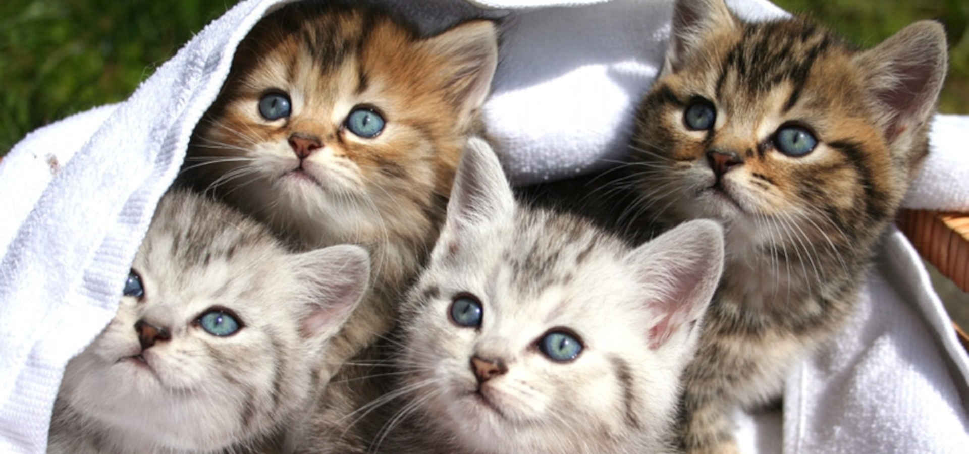 Cztery kotki