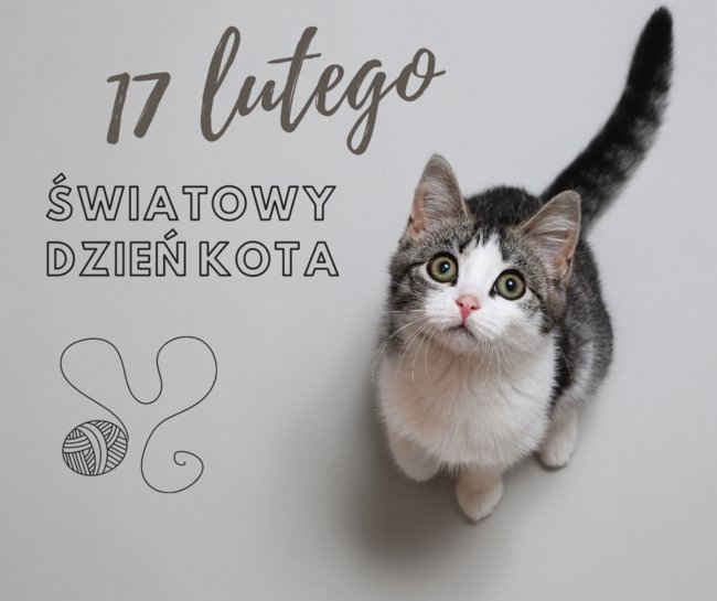 Kot patrzący w górę