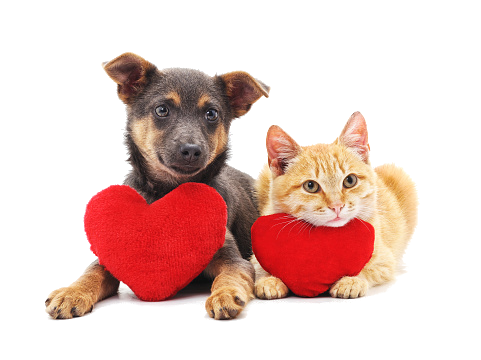 Piesek i kot z czerwonymi sercami