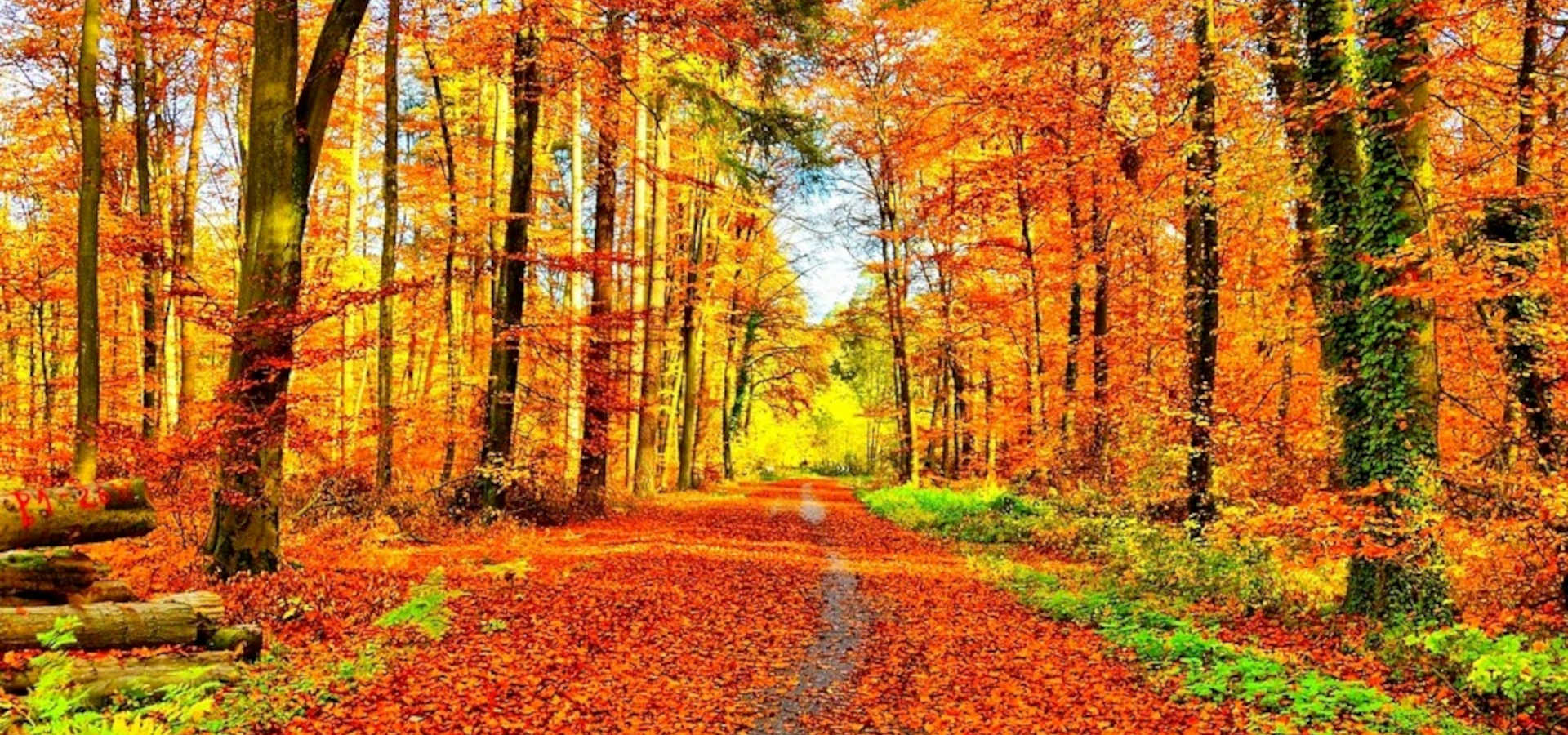 Jesienny las, żółte i złote liście