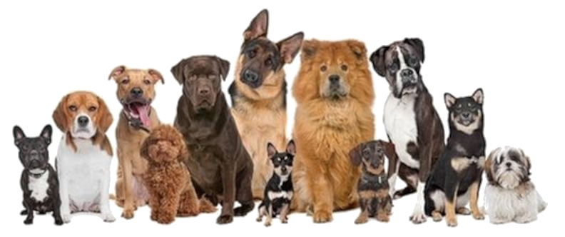 Zdjęcie z 12 psami różnych ras