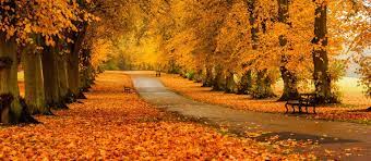 Jesień, droga, drzewa z żółtymi liśćmi