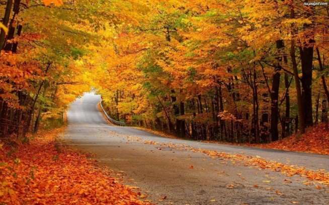 Jesienna droga w lesie, złote liście