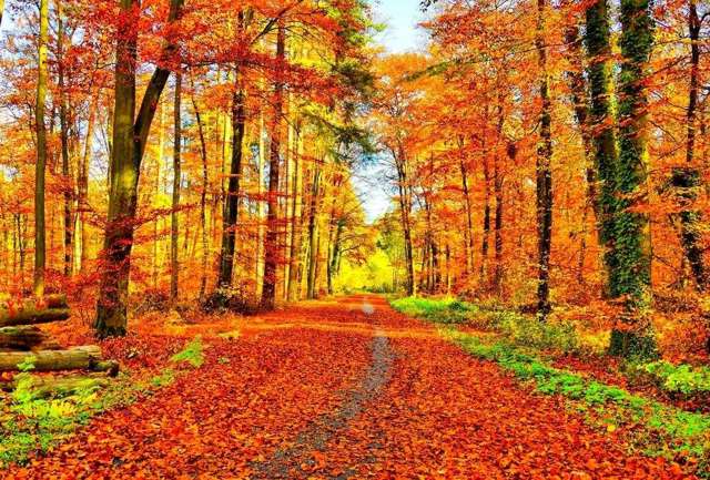 Jesienny las, droga, opadnięte liście