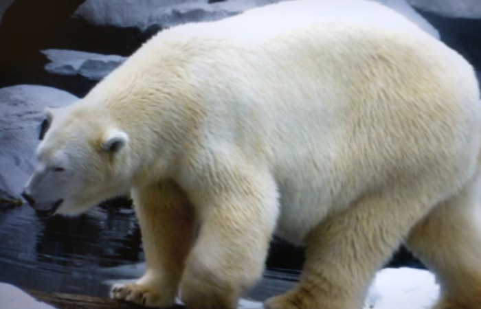Dzień Niedźwiedzia Polarnego w Grupie Słoneczka