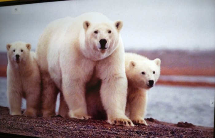 Dzień Niedźwiedzia Polarnego w Grupie Słoneczka